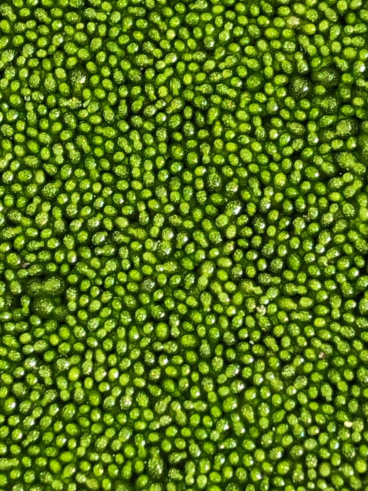 Wolffia sp. smallest flowering plant on earth, Floating, sustainable production