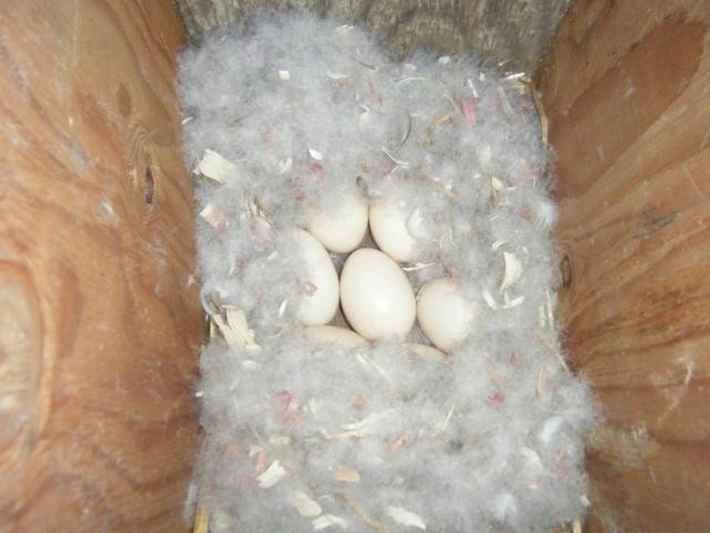 12 Regular SPLIT TO WHITE SINGLES Exotic Mandarin Duck Hatching Eggs SHIPS NOW!!