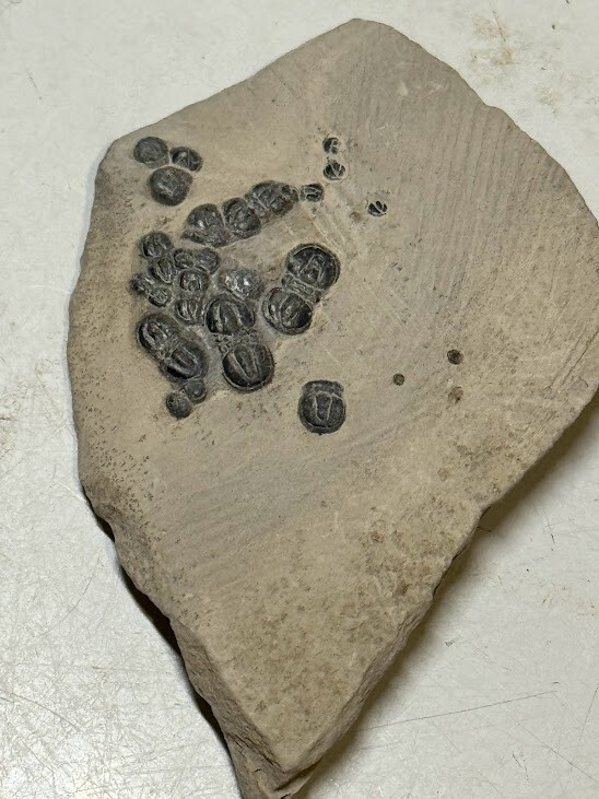 PERONOPSIS FOSSIL MULTIPLE TRILOBITE PLATE #8
