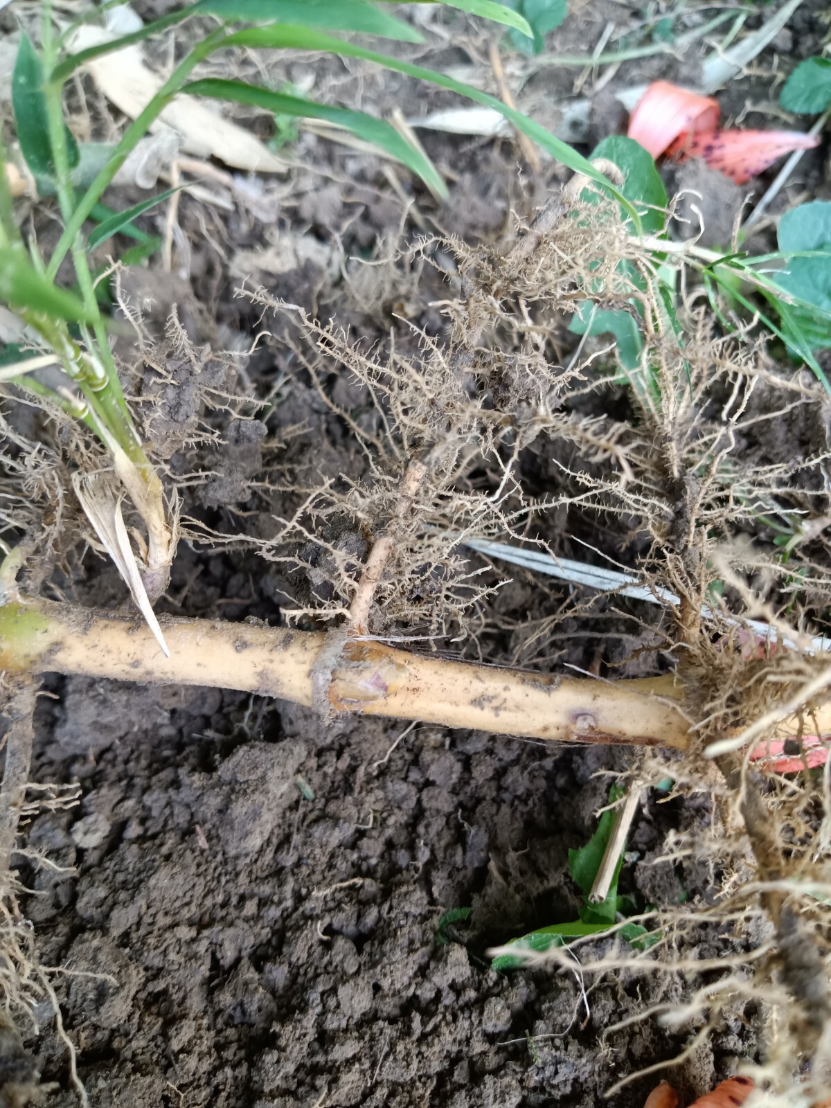 Fall Special MOSO Live Bamboo Root 6pc per order, 5 inches or longer each.