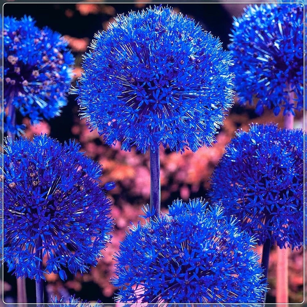 Blue Allium Bulbs for Planting