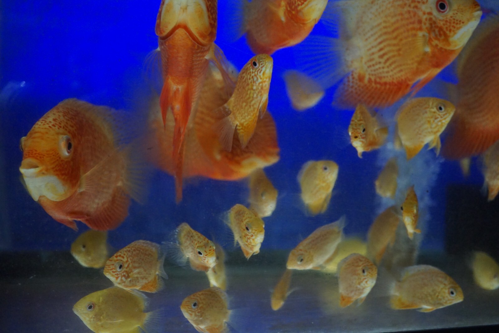 Red Spotted Severum *SALE*