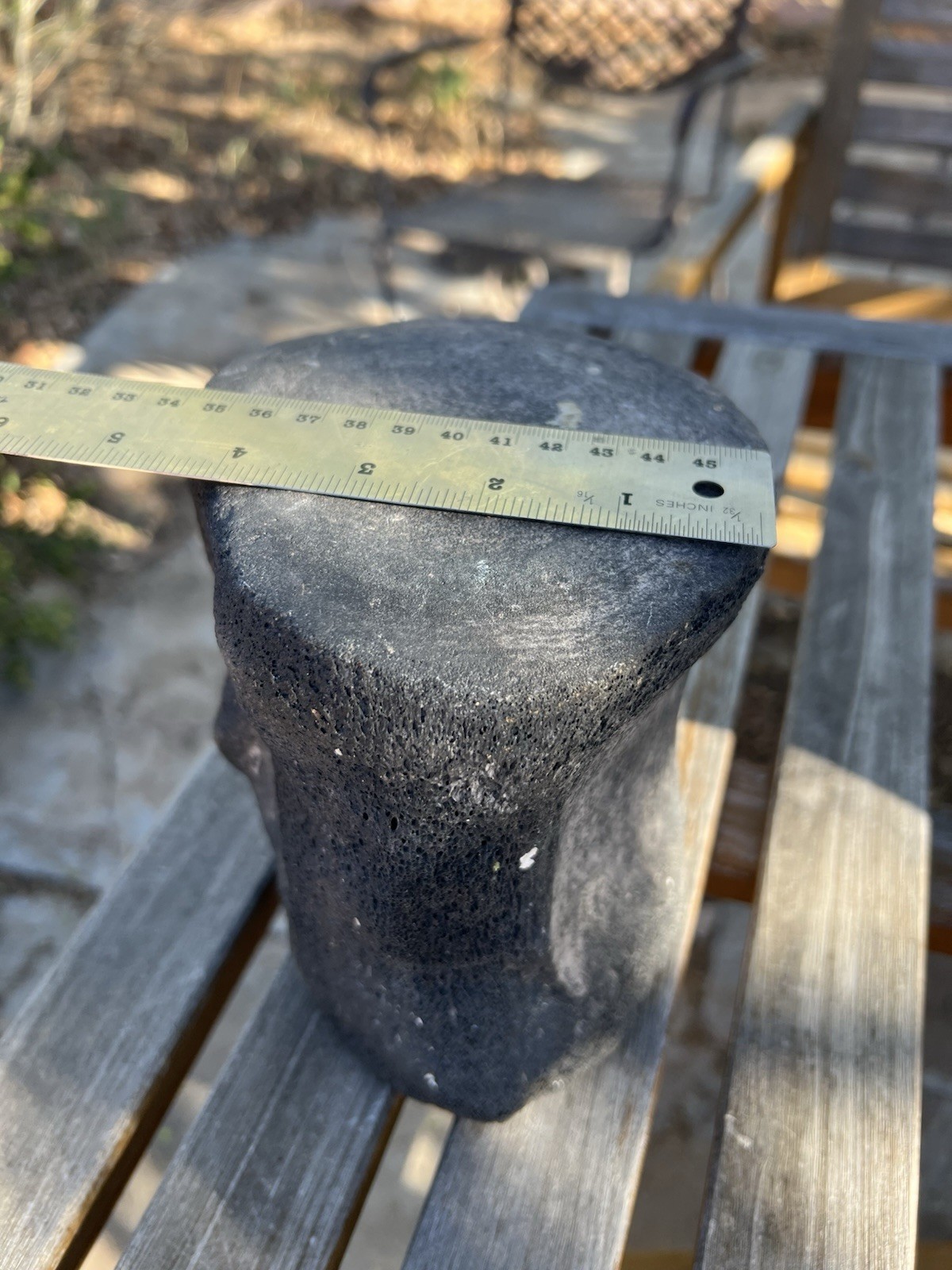 South Florida Whale Vertebrae Fossil