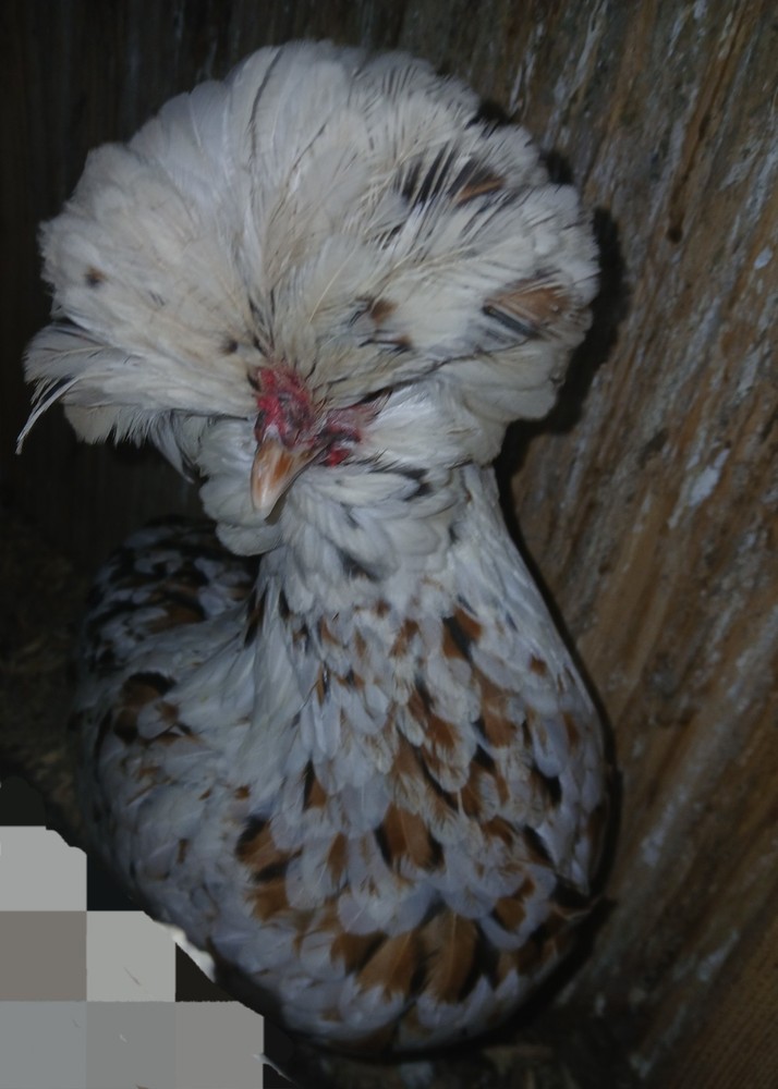 1 Dozen NPIP Tolbunt Polish Hatching Eggs