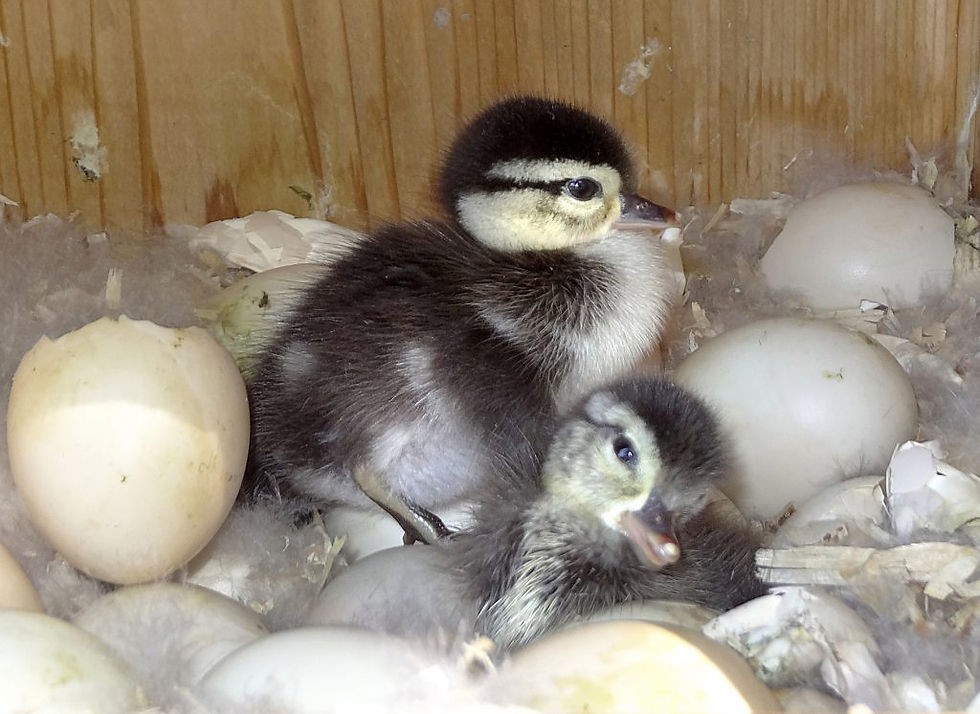 1 Regular SPLIT TO WHITE SINGLES Exotic Mandarin Duck Hatching Eggs PRESALE