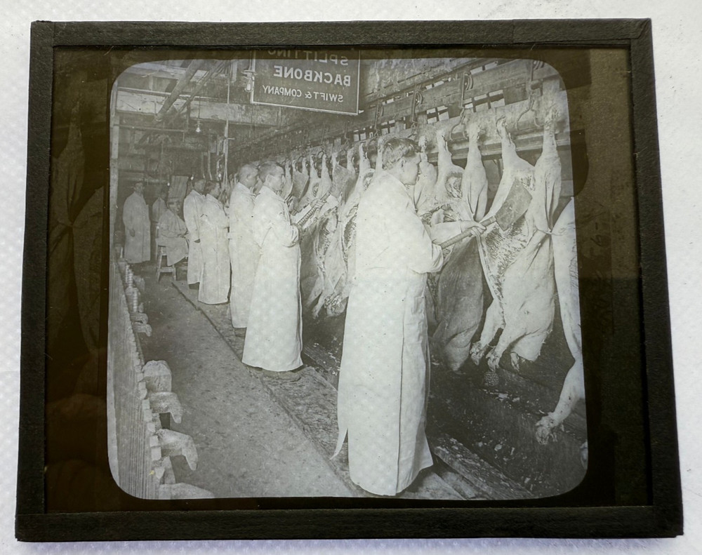 KEYSTONE MAGIC LANTERN SLIDE 142 SPLITTING BACKBONES HOGS CHICAGO 1920s