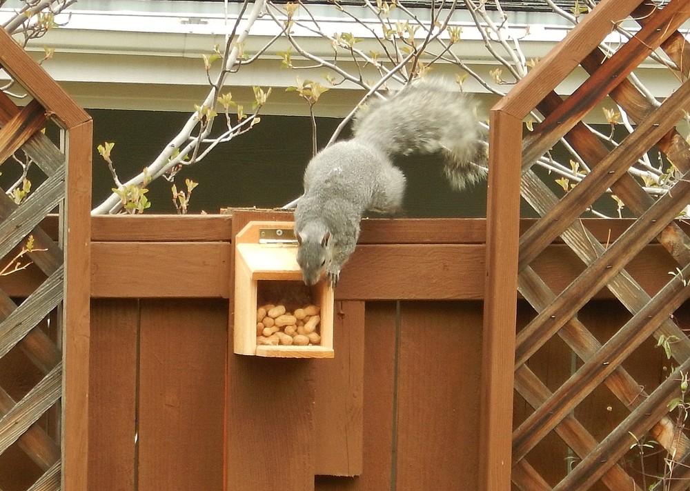 2 Cedar Squirrel Feeders Hand Made in U.S.A.