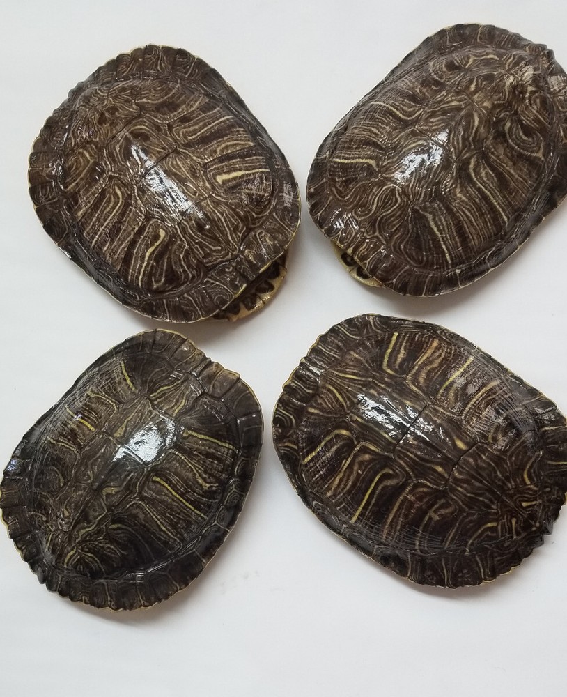 6" Genuine turtle shell, Leagel Slider Turtle Shell