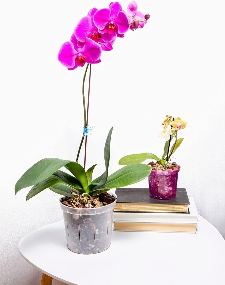 UV Protected Slotted Orchid Pots - 8 Pack