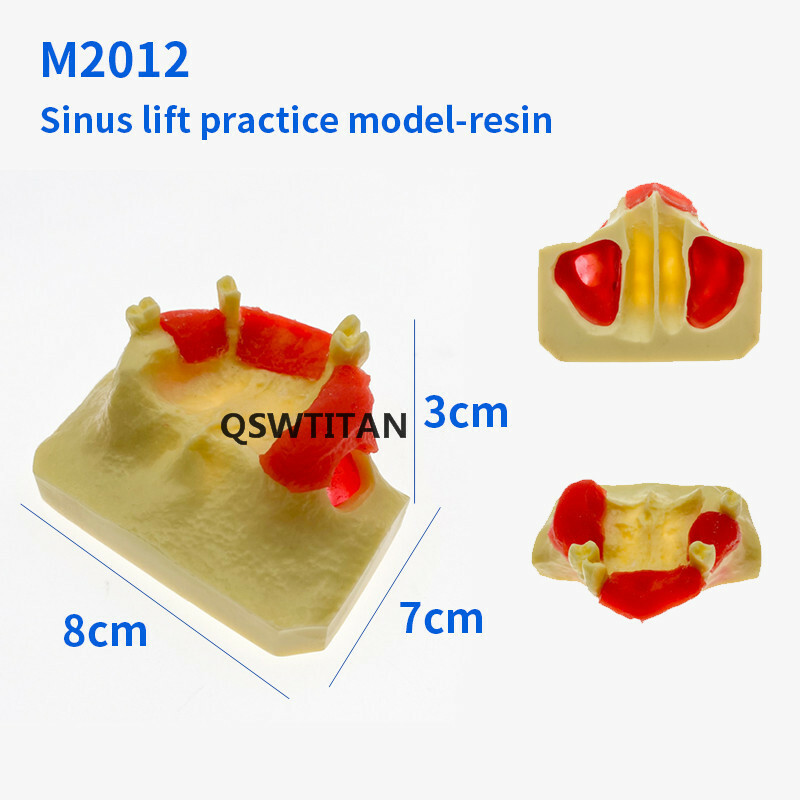 Dental Sinus Lift Practice Teeth Model Typodont Study Tooth Model M2012