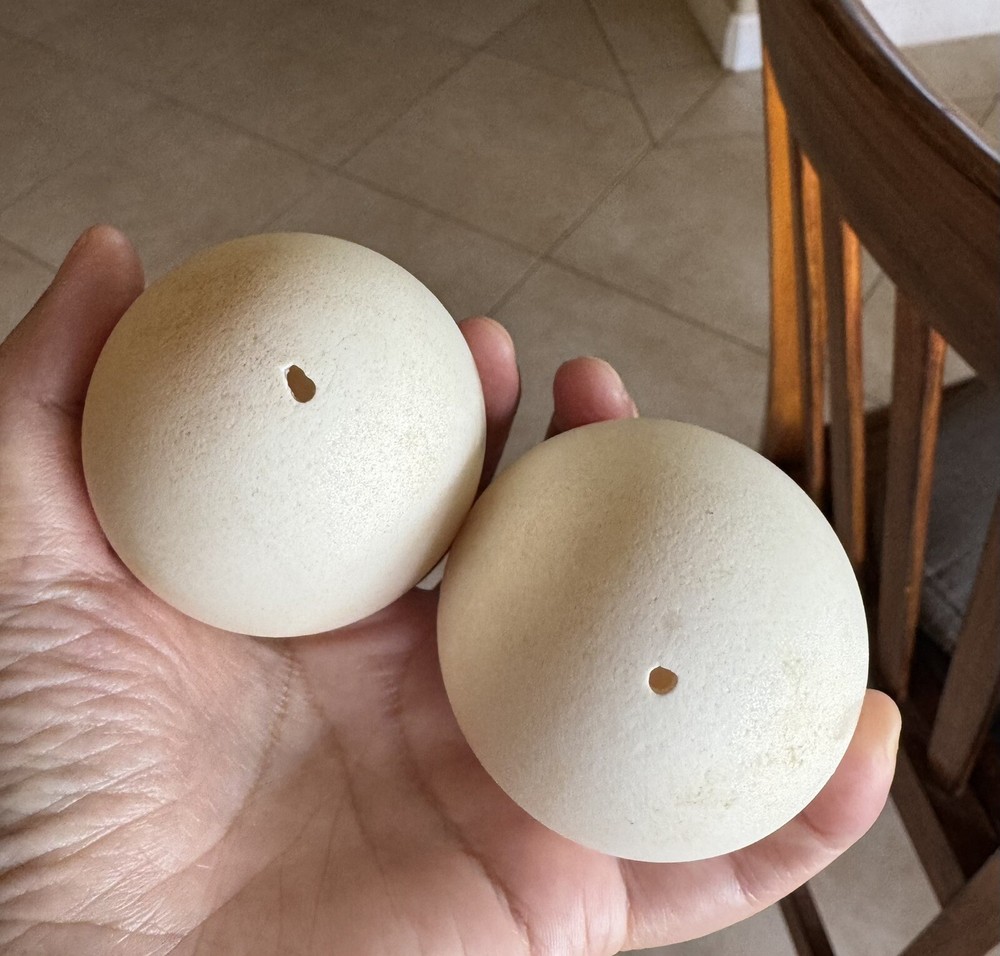 4 Blown out goose eggs for crafting