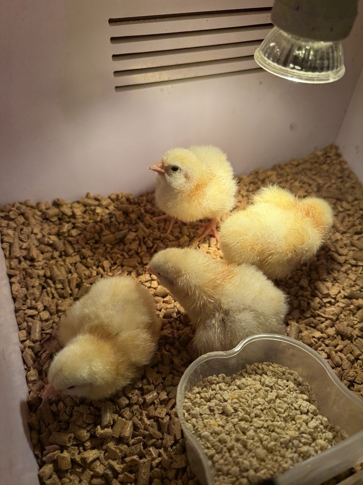 6 Delaware Broiler Chicken Hatching Eggs