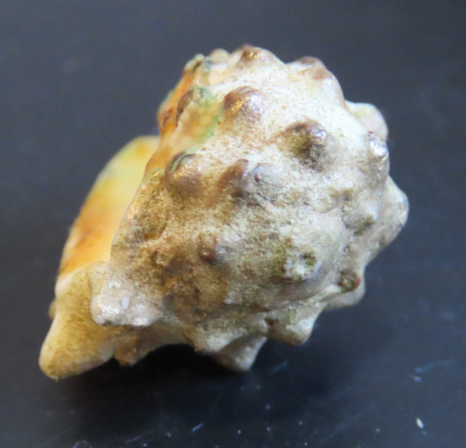 Thais genus barbed predatory sea snail.