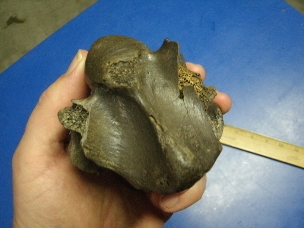 FOSSIL BISON VERTEBRA FROM KANSAS