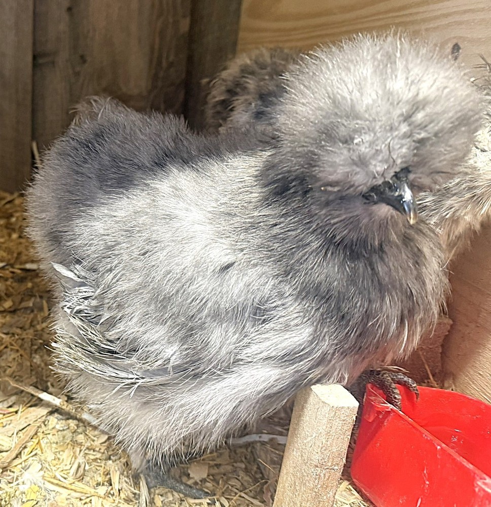 PURE Silkie Hatching Eggs (6)