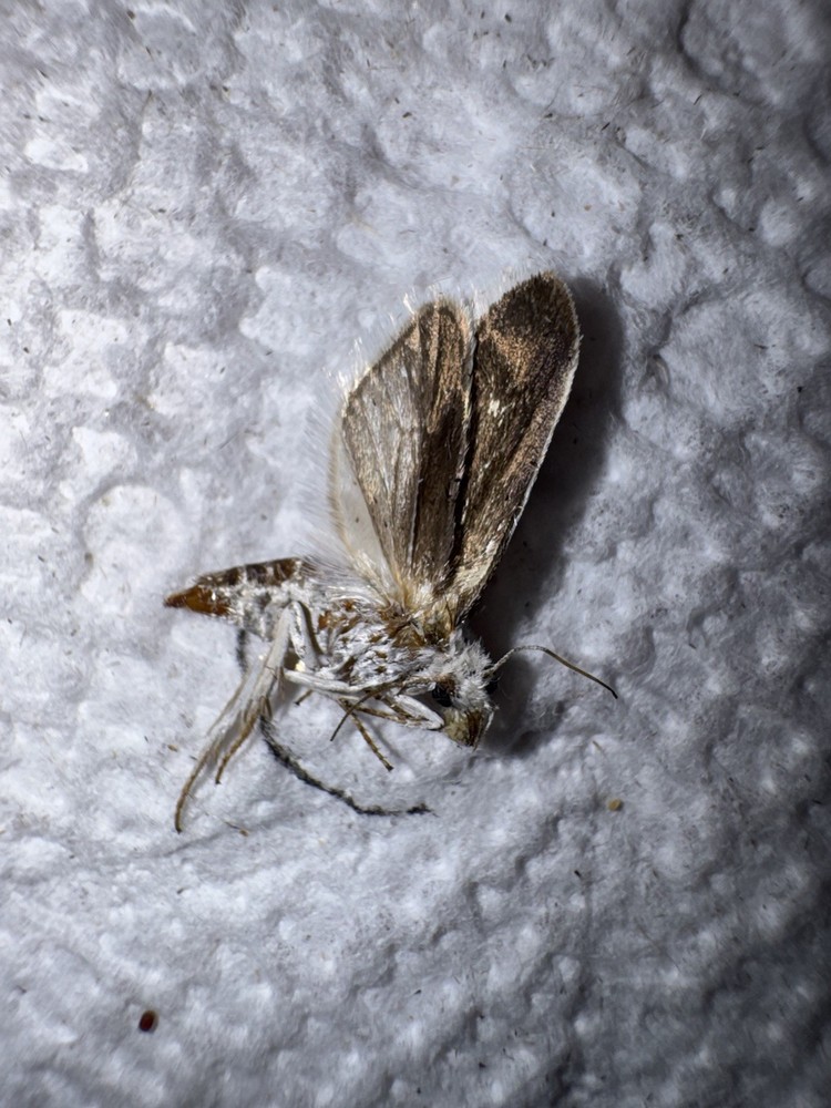 BY5 - Yucca Moth Specimen 2