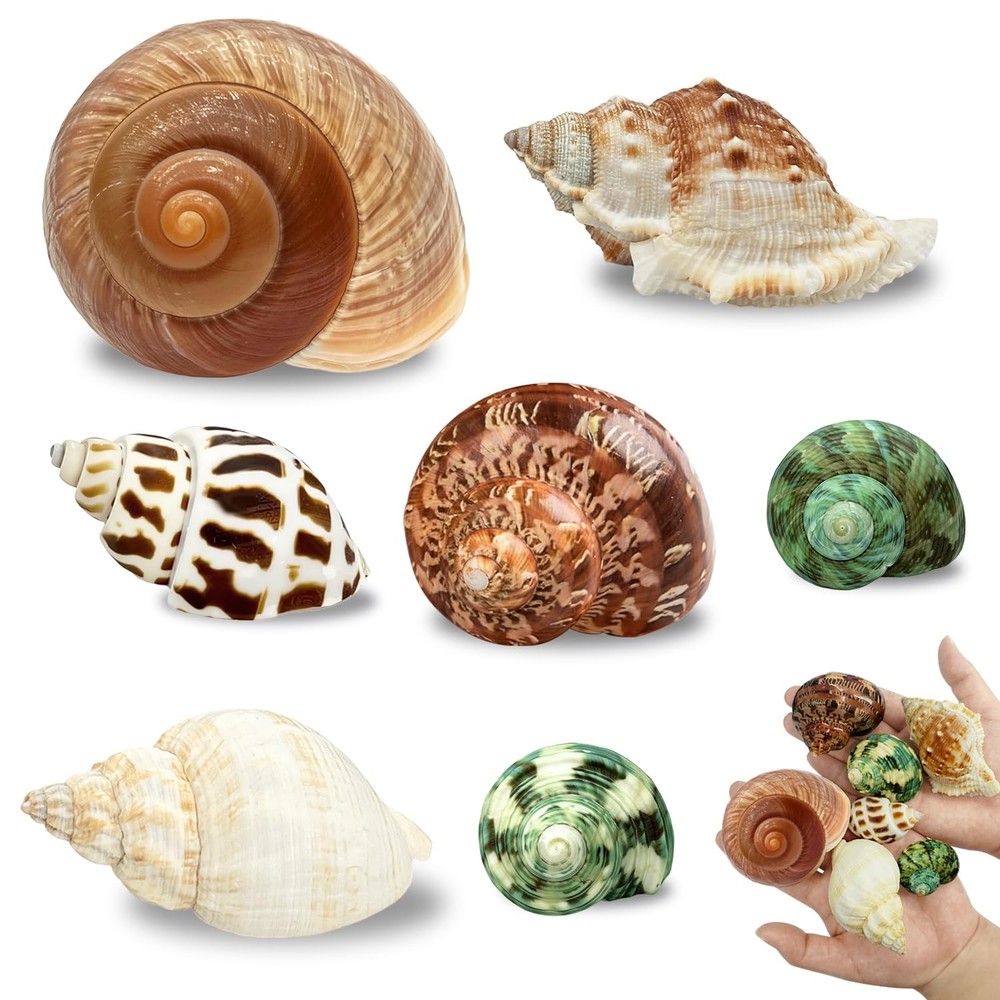 MOASIOP 7PCS Medium Large Hermit 7pcs and Shell Size 2" -2.8"