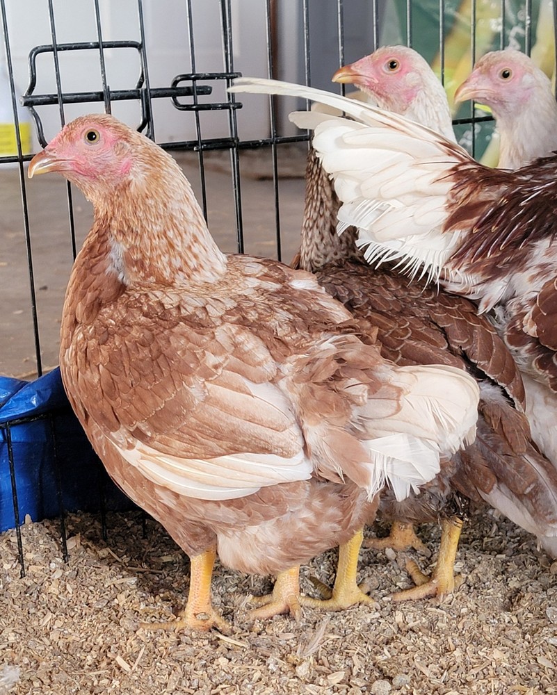 6+ Dark&Light Cornish &Splash Cornish Btm Hatching Eggs