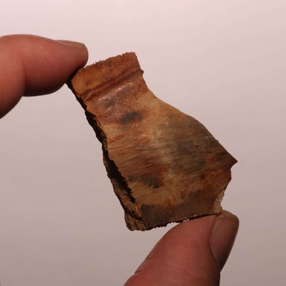 Turtle Shell Dinosaur Aged - Hell Creek Formation - Nice - CRETACEOUS