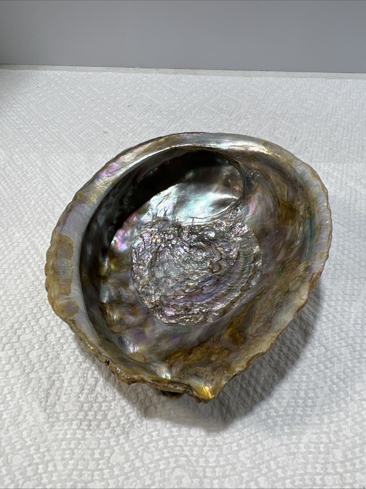 Sea Shell Trinket Keeper Clam Shell B5