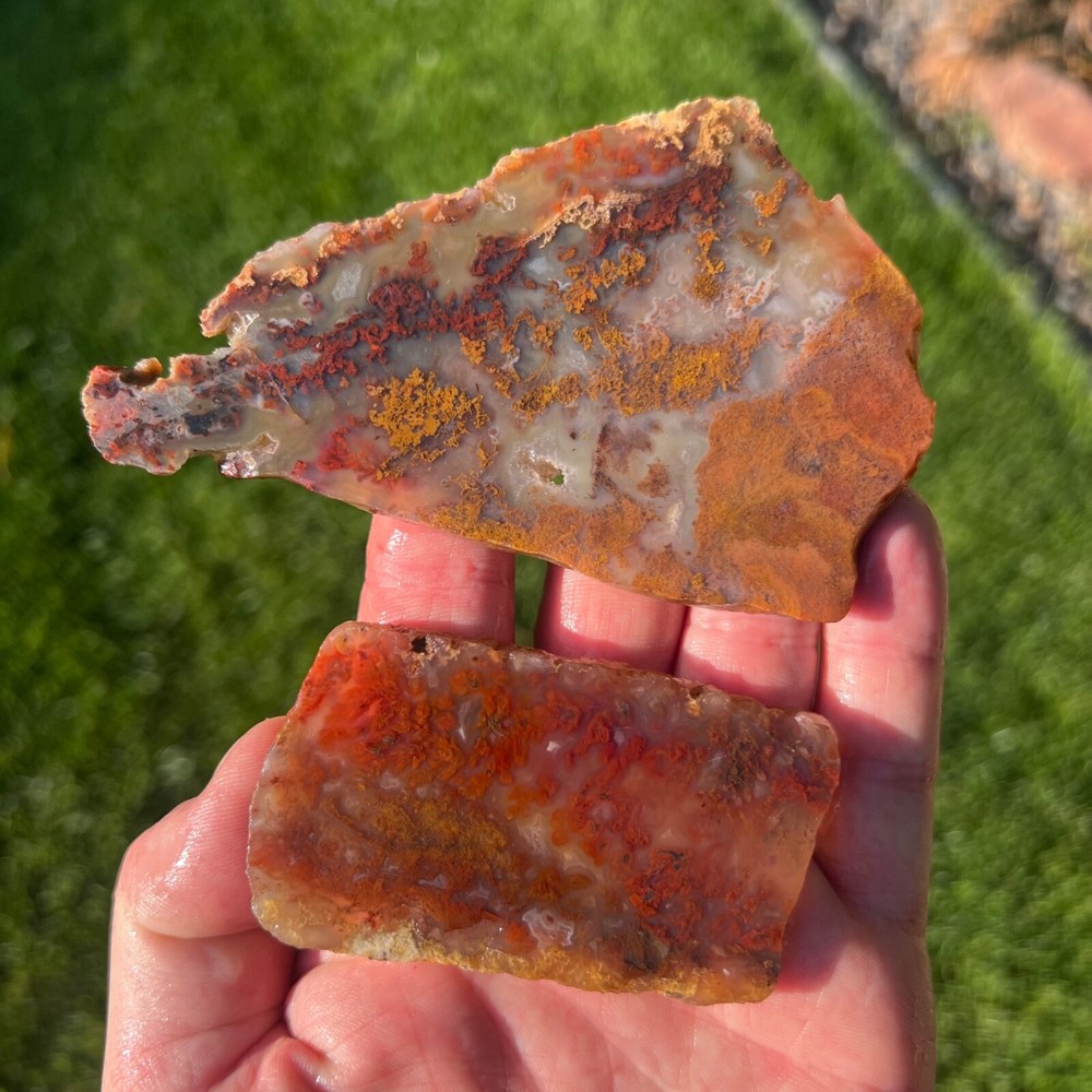 (X2) Rare Powell Butte Plume Agate Rough Slabs (C33)