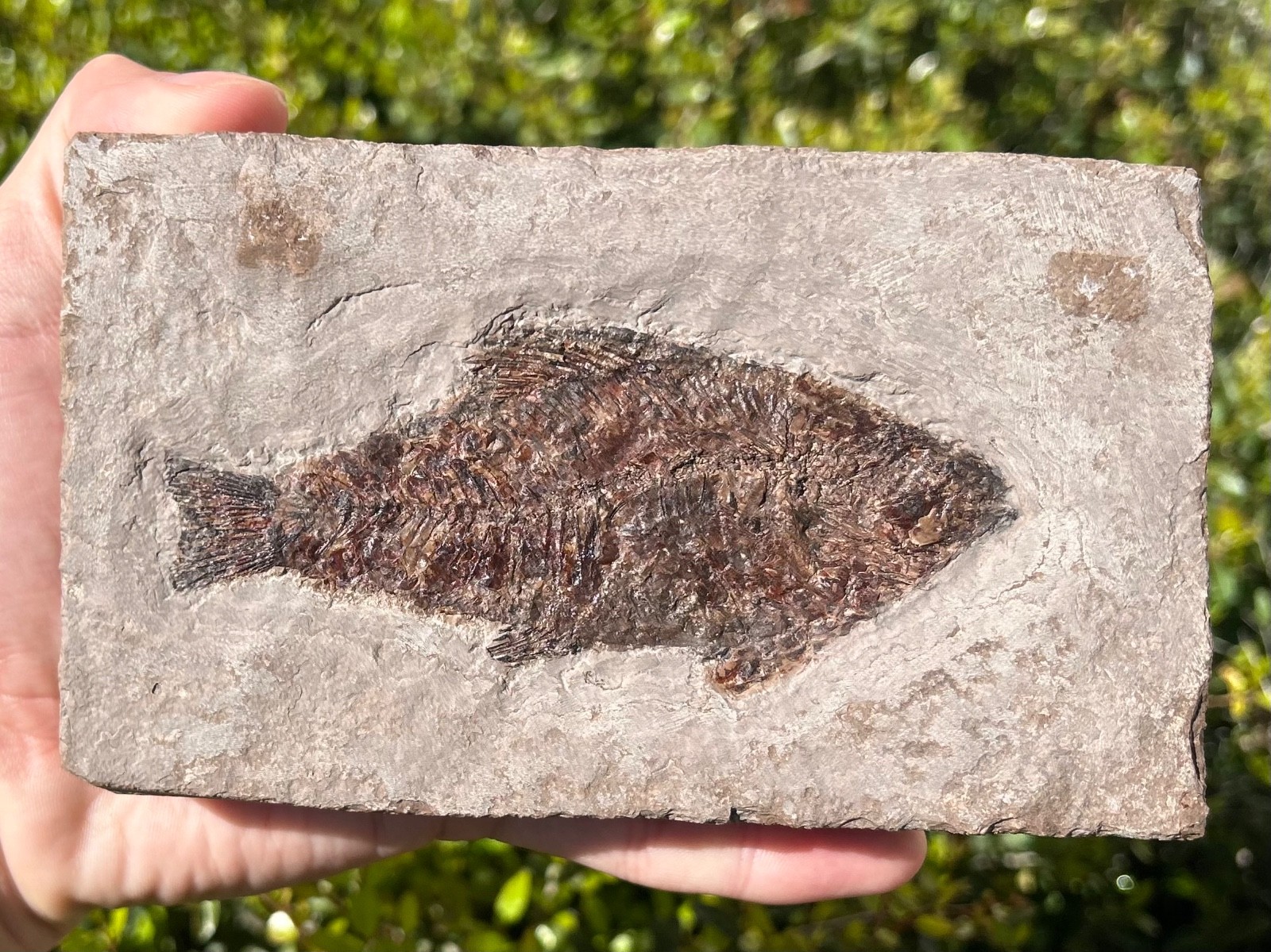 RARE Nebraska Fossil Fish Valentine Formation Skeleton Late Miocene Age