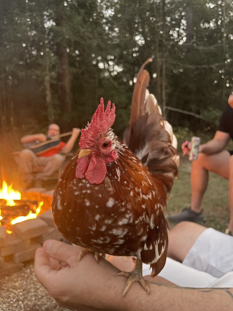 9 Serama Hatching eggs - Mixed Bloodlines