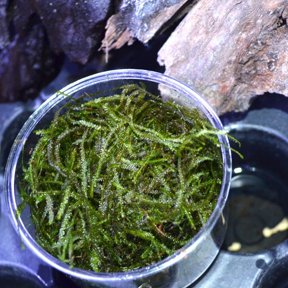 Buy 2 get 1 free Java Moss Live Aquarium Plant 2 OZ CUPsss FREESHIPPPPPPPP
