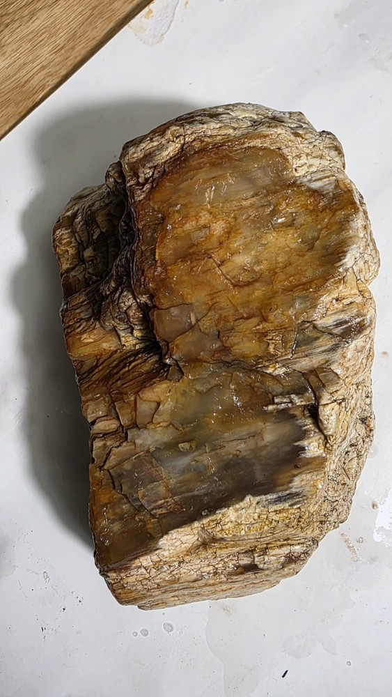 petrified wood log