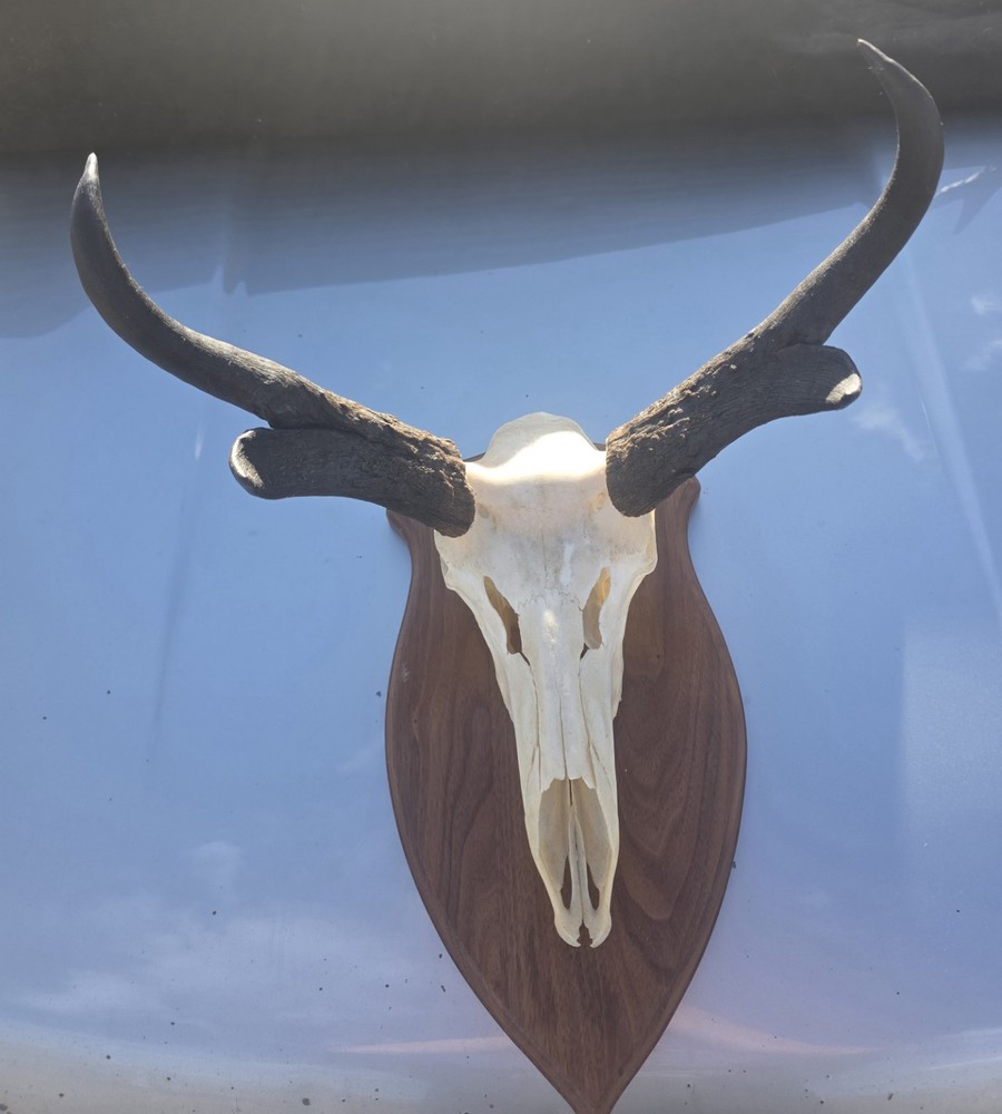 Larg Antelope European Plaque Mount!