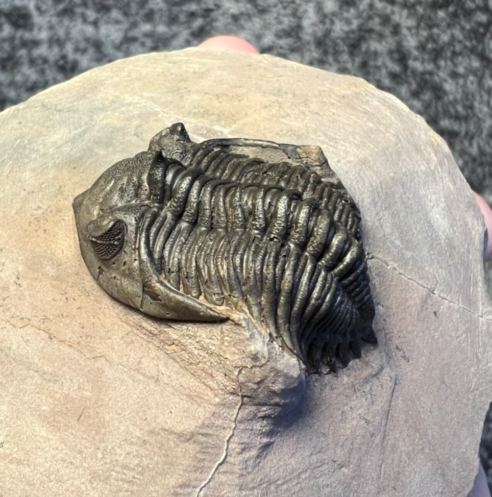 Metacanthina issoumourensis Trilobite Fossil – Collector Specimen