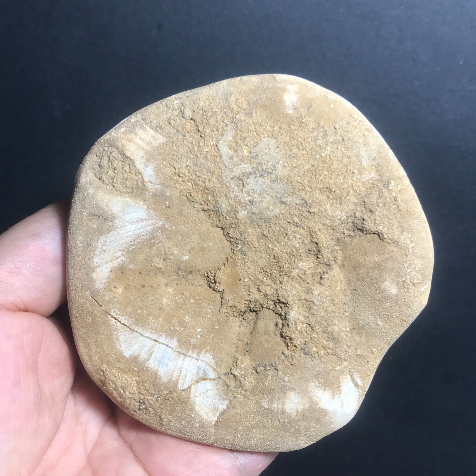 213g Starfish Crystal Specimen 09