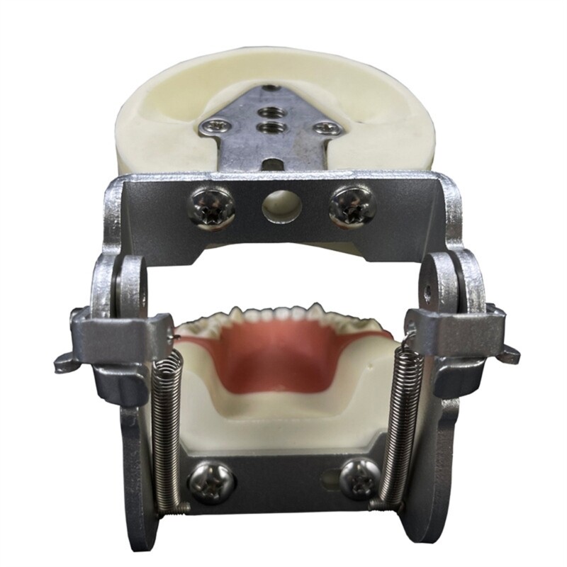 Typodonts Demonstration Denture Model Teeth Model for Kids Dental Teaching