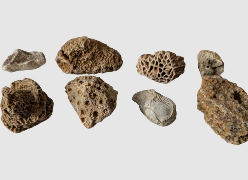 Ancient Marine Fossils 1/2 Lb High Quality Specimens!! Random Assortment