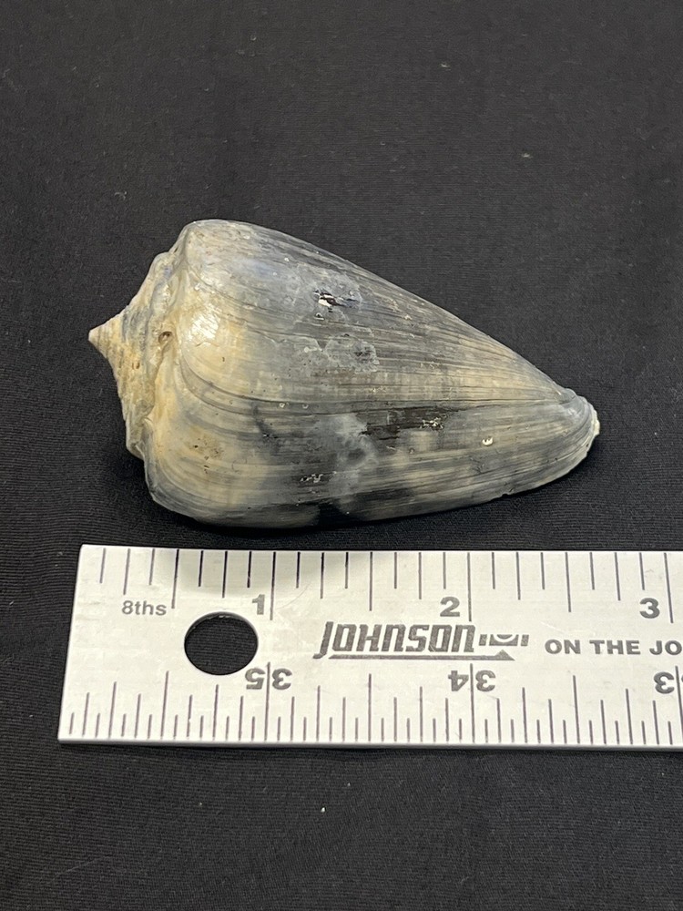 RARE Fossilized CONE Shell From Central Florida - Pliocene Era.