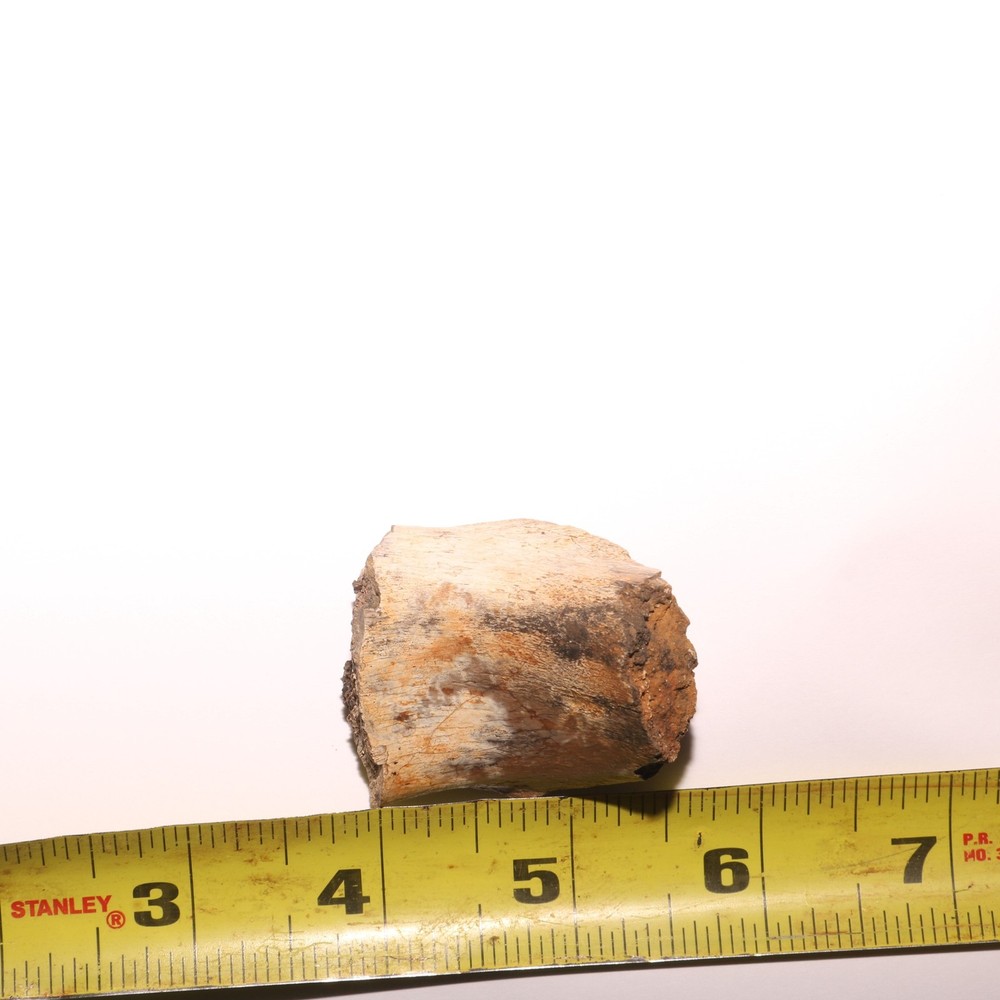 Dinosaur Bone Fossil - Hell Creek Formation - Cretaceous