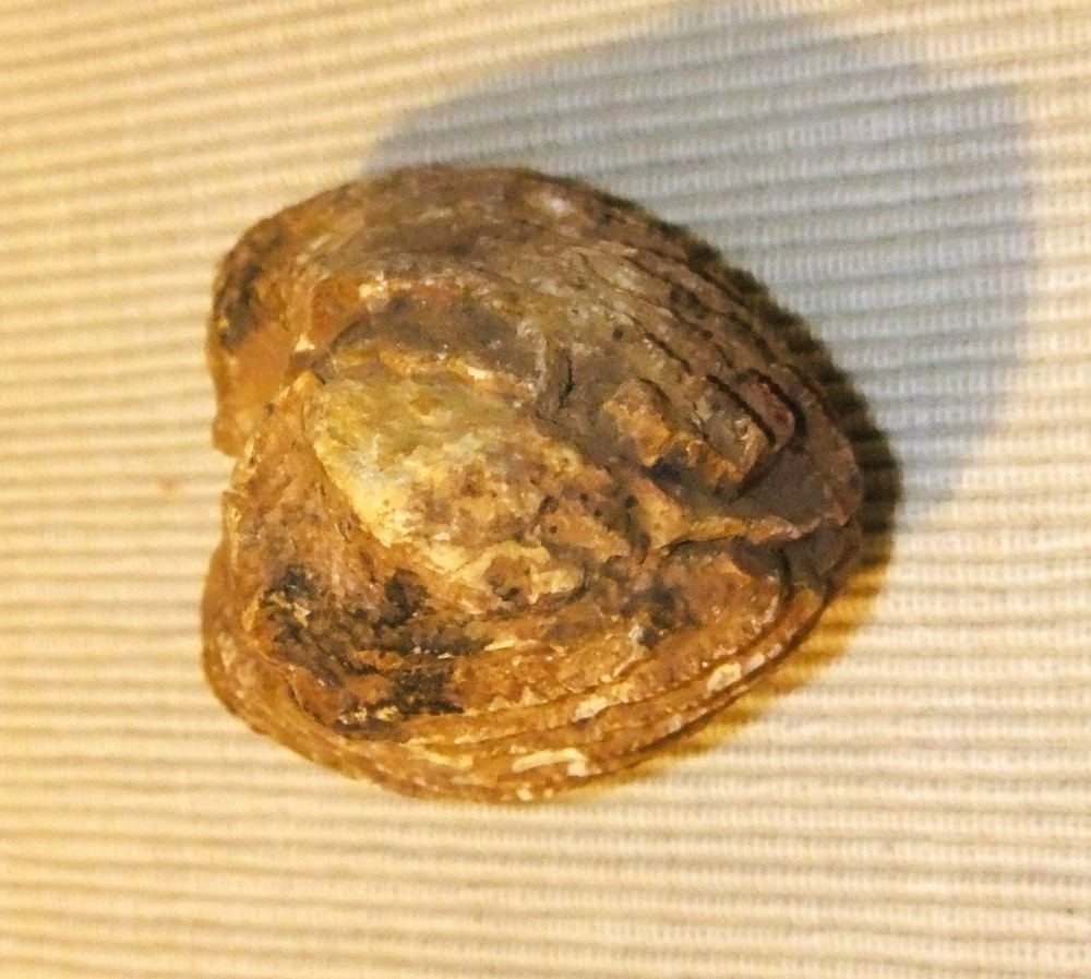PTEROTRIGONIA FOSSIL
