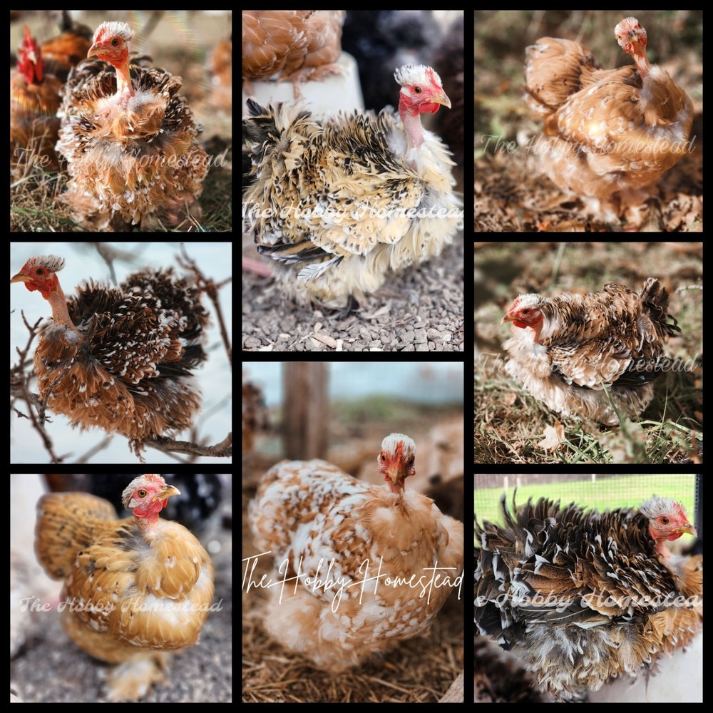 6 Calico Cochin Bantam Hatching Eggs