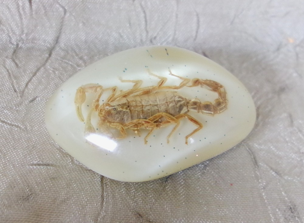 Real Scorpion Magnet Insect