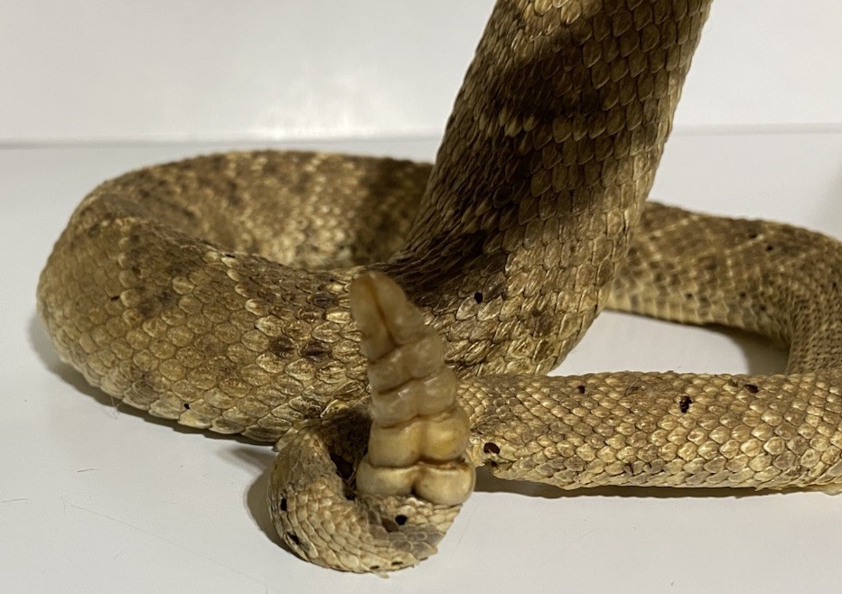 Rattlesnake Taxidermy Mount Rattle Snake Taxidermy Reptile - Cabin Western Decor