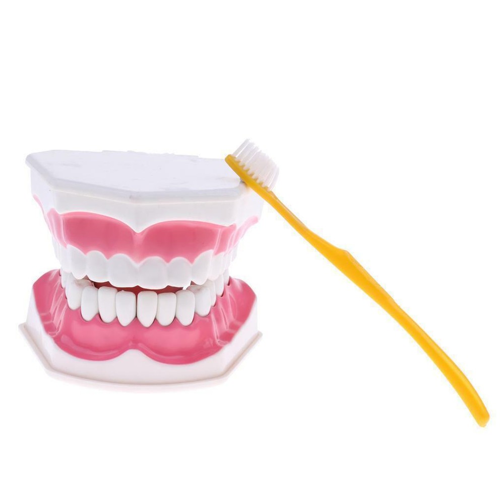 Dental Teaching Demonstration Model with Removable Lower Teeth + Toothbrush