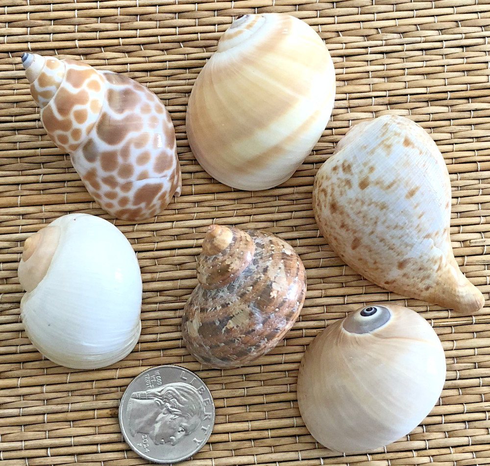 6 MEDIUM SEA SHELLS FOR YOUR GROWING HERMIT CRABS