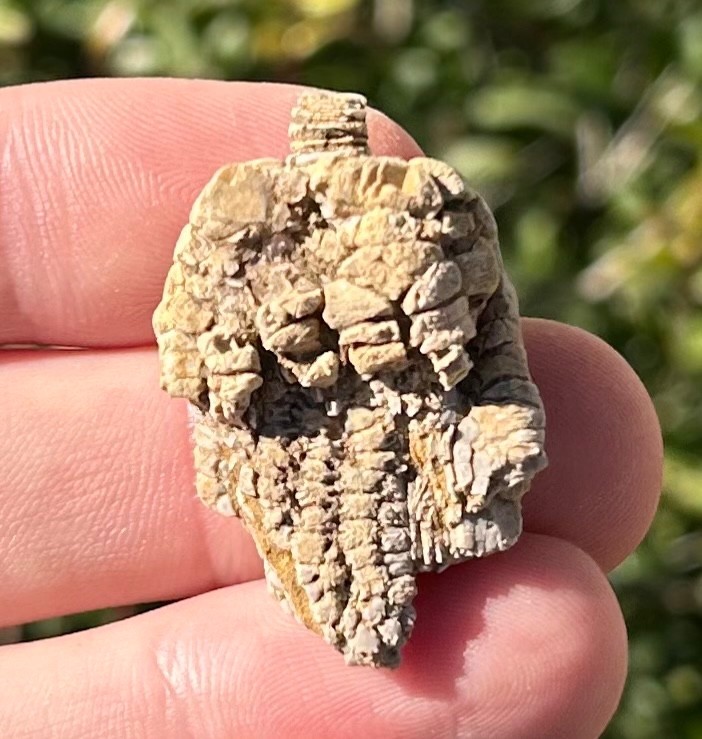 Alabama Fossil Crinoid Alcimocrinus ornatus Bangor Limestone Formation NICE