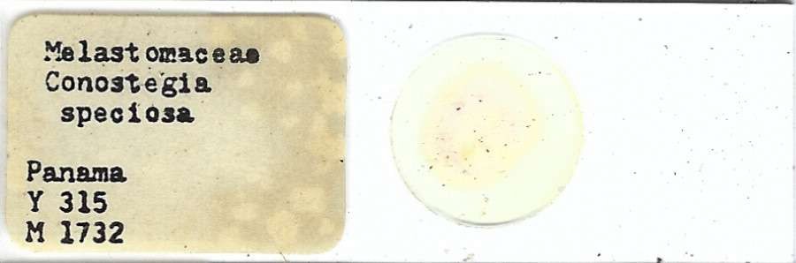 Conostegia speciosa Pollen Microscope Slide