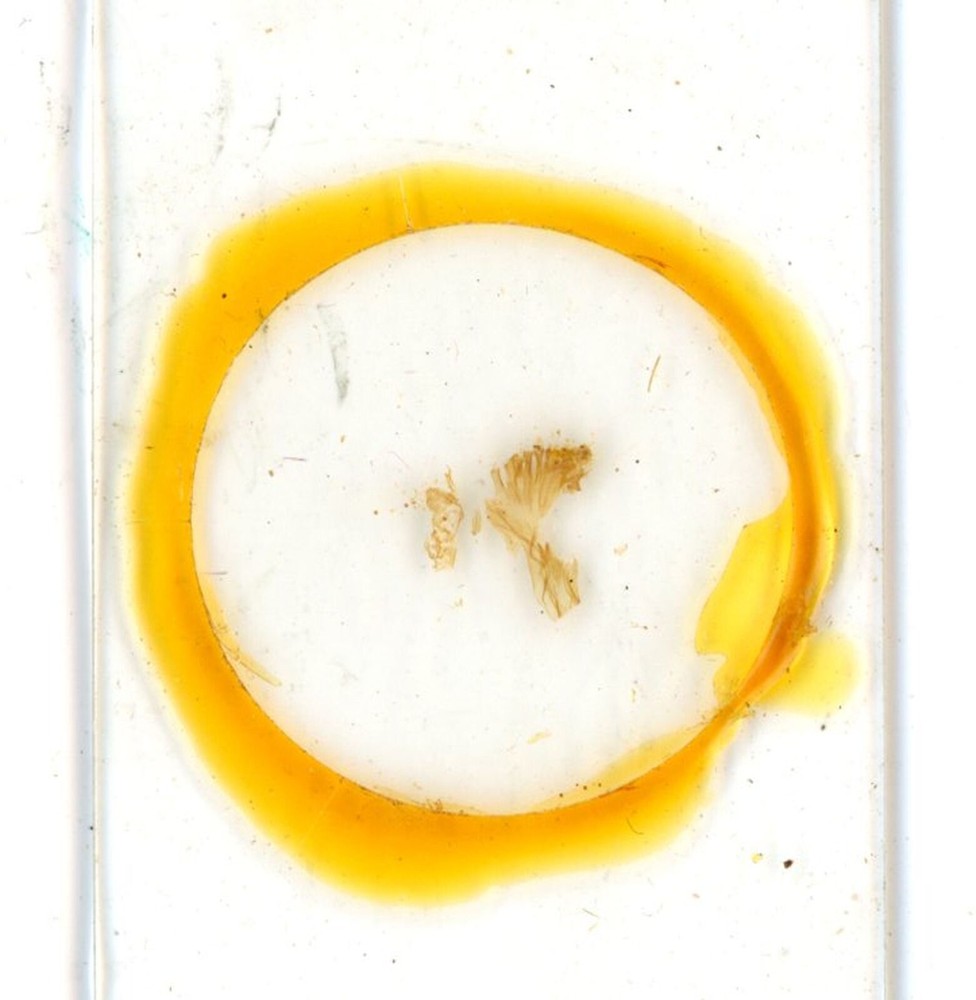 Antique glass Microscope slide Crocus Stigma with Pollen sample #96