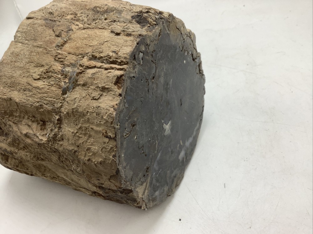 Petrified Wood 5Lbs 14oz