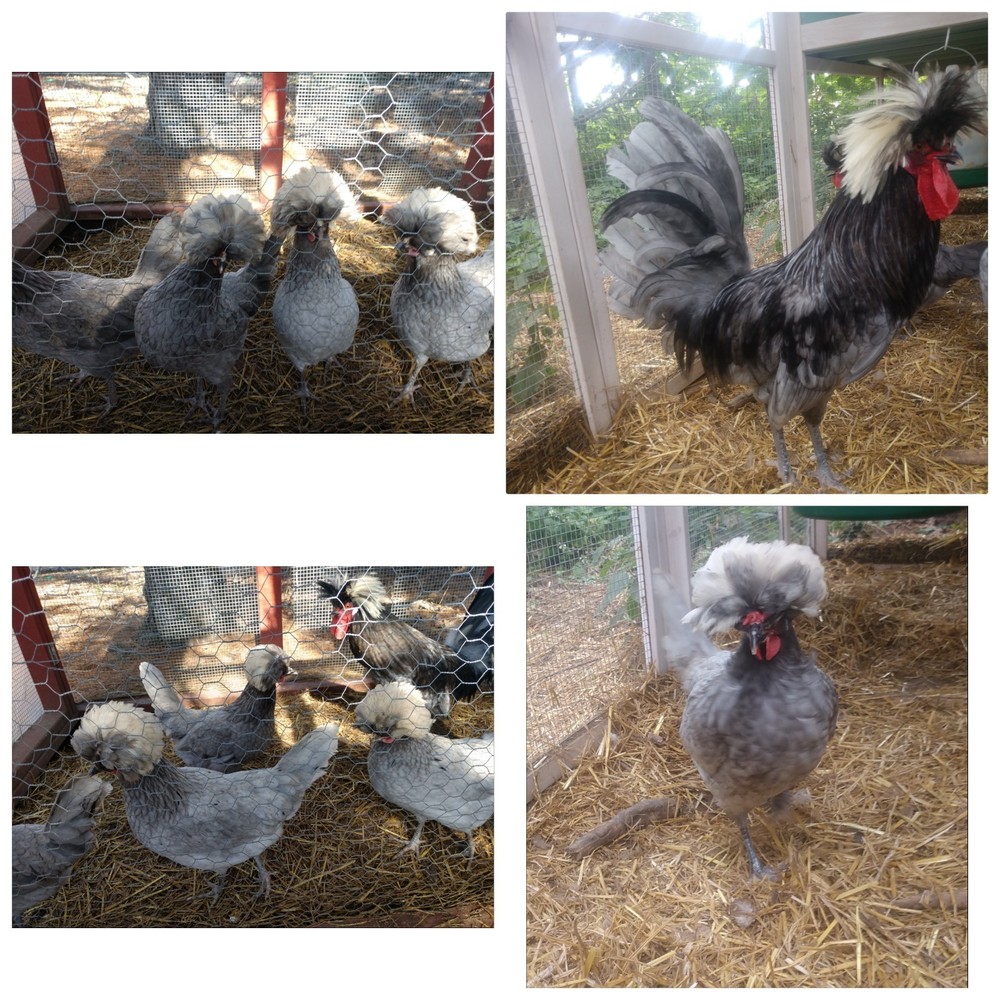 6+ White Crested Blue Polish  - Hatching Eggs