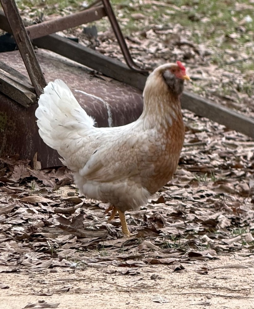 Whiting True Blue Hatching Eggs - x18+plus extras