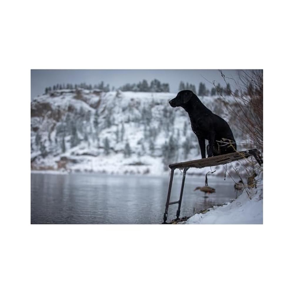 Dog Training Platform, Adjustable Elevated Stand, 150 lb Capacity, for Hunting