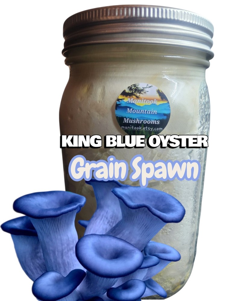 KING BLUE OYSTER Mushroom Colonized Grain Spawn, 1 Quart